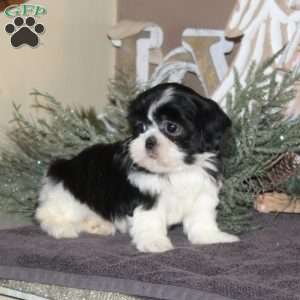 Amber, Shih Tzu Puppy